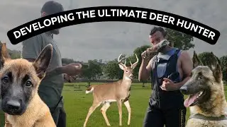 Week 2 - Teaching dog to track deer.