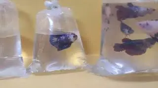 Fancy plakats