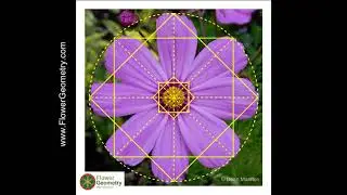 Square 8 fold Flower Geometry Analysis Examples 1 new