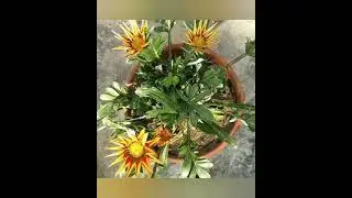 #Gazania, Gazania FLOWERS CAN DANCE!!! Amazing nature/ Beautiful blooming flowers time lapse video