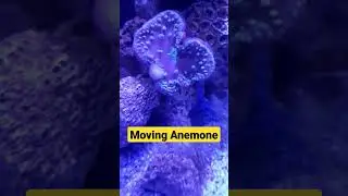 Moving anemome #shorts #shortsfeed #relaxing #marine #hobby