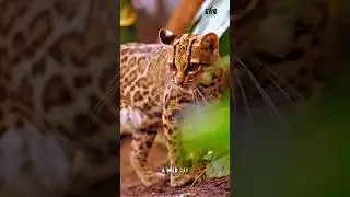 This Cat Mimics Monkeys &ndash; The Ultimate Tree Acrobat!                    #documentary#usashorts#fyp