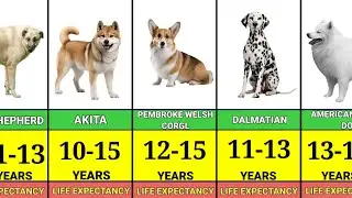 SHOCKING: LIFE EXPECTANCY OF DIFFERENT DOG