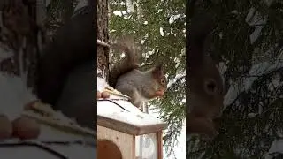 Утренний завтрак, приятного аппетита🐿️ #белки#squirrels#shorts