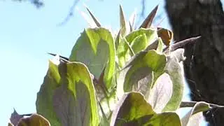 Bear&acute;s Breech  - Akanthus spinosus - &THORN;yrnigull  -  Akantusskreyti - Kl&oacute;lauf - Skrautplanta