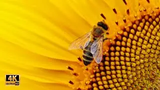 Yellow Images - 4K Slideshow 1 Hour - Calm Music
