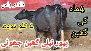 پیور نیلی کی باکھری گھبن جھوٹیsale(03095071591) in Pakistan on YouTube 30/6/2025