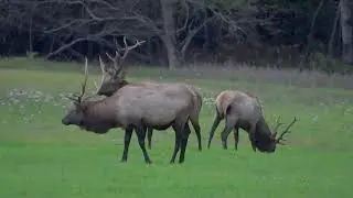 Michigan Has Elk Too!