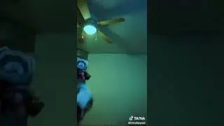 Ferret dancing to bochka bass