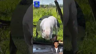 The dog is eating grass #shorts #pitbull #bulldog #pets #youtubeshorts