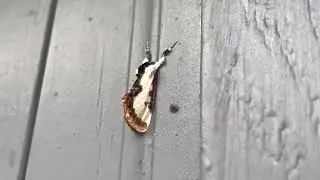 Bird poop moth (Eudryas grata)