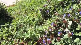 Hummingbird moth 120 fps iphone 5S