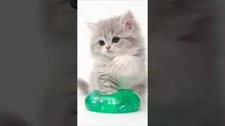 Cat Slime ASMR 🐱🐾