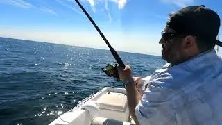 Sharkky II