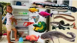 Menemukan Ikan Dalam Kulkas Ikan Channa, Lele, Koi, Koki, Glofish, Molly, Cupang, Ikan Sapu Sapu