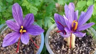 How To Grow Zaffran / Kesar In Pots  || Late Flowering Issues