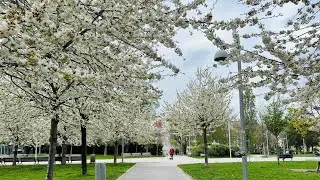 Walk with me | Vienna | White Cherry Blossoms | Vienna Concert Hall
