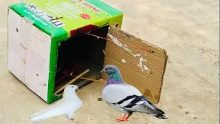 How To Make An Easy Pigeon Trap Using Cardboard Box | I Made Simple Bird Trap With Cardboard Boxes |