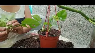 c&oacute;mo reproducir mini monstera