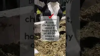 Cow facts!! Follow our channel for more interesting facts and information #cows #dairyfarming #dairy