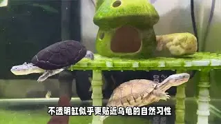 养乌龟用透明缸好还是不透明缸好？养乌龟的最佳选择揭秘！ #养龟 #龟 #乌龟喂食 #养龟人 #乌龟 #养龟日记