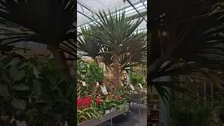 Pandanus Dragon Palm Pandanus Screw Palm for Home #shortvideo #flowers #garden #nature