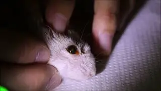 Final Video: A dwarf hamster keeps rubbing his right eye for the past 6 months - corneal ulcers