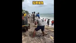 千斤漁獲！全村大海拉網捕魚盛況！ #海島捕魚