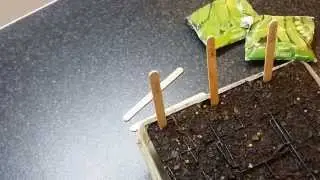 cheap LABELS for your young seedling containers - Gardening tip 101