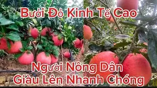 Trồng Cây Bưởi Đỏ Luận Văn Tiến Vua Bỏ Ít Vốn Thu Lợi Nhuận Cao Ngất Ngưởng
