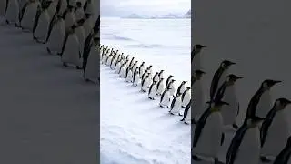 Penguin Motivational Story #shorts #motivation #penguin #fasihperfumes