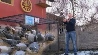 Komisja Międzynarodowa na locie gołębi pocztowych