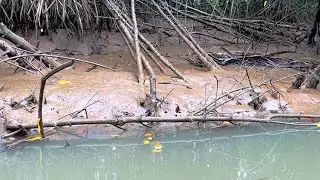 Ikan penunggu akar pohon bakau!! Mancing kakap putih umpan udang hidup