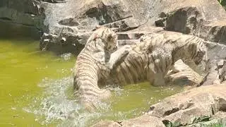 Os tigres brancos, Recesso 2025/2026, #Anim&aacute;liaPark, Cotia, S&atilde;o Paulo.