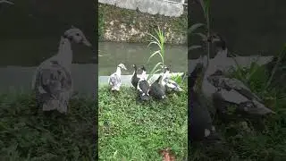 Entog Berkumpul Mendengarkan Ayam Jago Berkokok | Muscovy Ducks Gathering as Rooster Crows