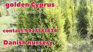 Golden Cyprus Danish nursery landscape vertical garden development #100kview #nursery #houseplants 