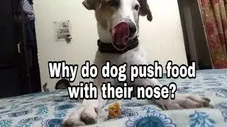 Why do dog push food with their nose || LovingTheUnloved