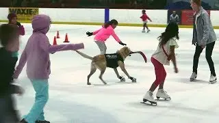 Dog ice skating