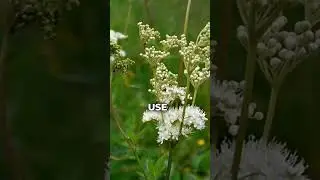 Meadowsweet Benefits and Side effects