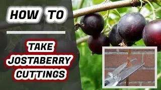 How To Take Jostaberry Cuttings : Free Fruit Plants