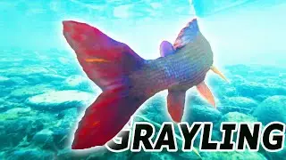 Fly Fishing In Slovakia -Best Grayling Fly Fishing-www.flyfishing-slovakia.com #flyfishinginslovakia