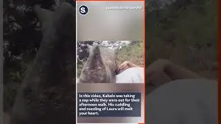 Orphaned Rhino Calf Cuddles With Veterinary Nurse