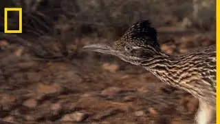 L'oiseau Geocoucou court plus vite que l'Homme