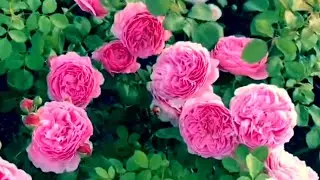 Розы. Лучшие из лучших. А какое обильное цветение...🌹🌹🌹                 Часть 2.
