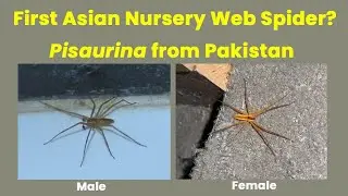 First Asian Record of a Nursery Web Spider (Pisaurina cf. brevipes) from Pakistan