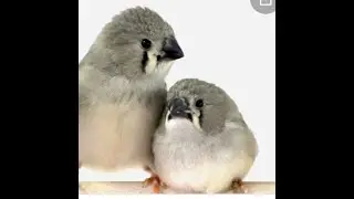 Zebra Finch |Breeding Tips and Update|