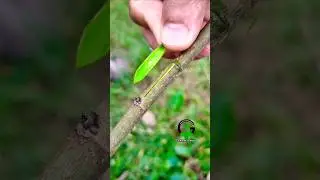Grafting fruit plants | T-budding and grafting techniques #propagation #grafting #budding #nature