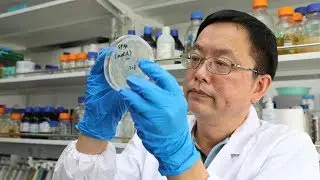 Chinese scientists create world&rsquo;s first functional single-chromosome yeast