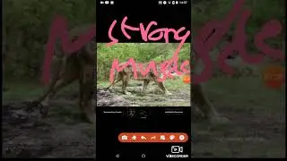 mosbach lion vs smilodon populator