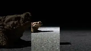 Toads relaxing video | JUST RELAX |#JUSTRELAX #JUSTRELAXANIMALS #SHORTVIDEO #Birds #yt #frog#toad